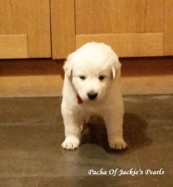 Of Jackie's Pearls - Chiots disponibles - Berger Blanc Suisse